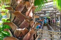 Bark on trunk of palm tree and a queue of people under sunlight