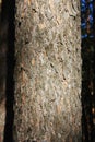 Bark on a pine tree trunk lit by the sun Royalty Free Stock Photo