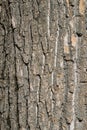 Bark of the trunk of Poplar