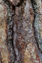 Bark trunk texture of coniferous tree Ponderosa Pine, also called Bull Pine or Blackjack Pine