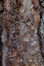 Bark trunk texture of coniferous tree Ponderosa Pine, also called Bull Pine or Blackjack Pine