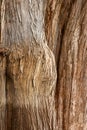 Bark of Tule tree Royalty Free Stock Photo