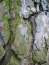 The bark of a very old pine tree. Royalty Free Stock Photo