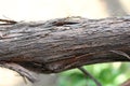 Bark of a vine grape close-up. Texture, background. Royalty Free Stock Photo