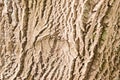 Bark of walnut tree Royalty Free Stock Photo