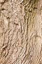 Bark of walnut tree Royalty Free Stock Photo