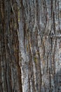 Bark of a Western Cedar Tree