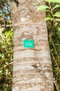 Bark of a White Pear tree