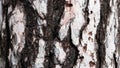 Bark of white Pine Tree. Royalty Free Stock Photo