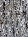 The bark of white-washed poplar close-up texture Royalty Free Stock Photo