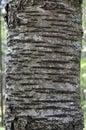 Bark of wild cherry (Prunus avium)