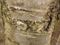 Bark of a wild cherry tree Royalty Free Stock Photo