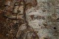 Bark wood background. wooden texture