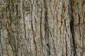 Bark wood Royalty Free Stock Photo