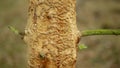 Bark wood beetle pest Ips typographus infestation, spruce and bast tree infested attacked by European spruce, making