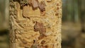 Bark wood beetle pest Ips typographus infestation, spruce and bast tree infested attacked by European spruce, making their way in