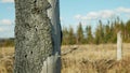 Bark wood beetle pest Ips typographus infestation, spruce and bast tree infested attacked by European spruce, making