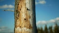 Bark wood beetle pest Ips typographus infestation, spruce and bast tree infested attacked by European spruce, making their way in