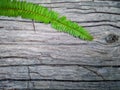 Bark wood and fern pattern background Royalty Free Stock Photo
