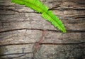 Bark wood and fern pattern background Royalty Free Stock Photo