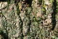Bark. Wood moss. Royalty Free Stock Photo