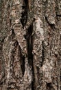 Bark Royalty Free Stock Photo