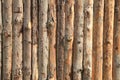 Bark wood texture Royalty Free Stock Photo