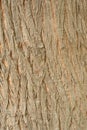 Bark Wood Texture for Background Royalty Free Stock Photo