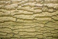 Bark wood texture close up tree, brown, green, background wallpaper Royalty Free Stock Photo