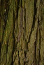 Bark wood texture of evergreen tree pacific redcedar Thuja Plicata Royalty Free Stock Photo