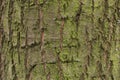 Bark wood texture, green moss on a tree bark Royalty Free Stock Photo