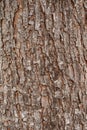 Bark Wood Texture for idea and work Royalty Free Stock Photo