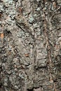 Bark wood texture of small-leaved lime tree Tilia Cordata