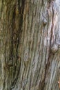 Bark wood texture Royalty Free Stock Photo