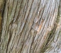 Bark wood texture Royalty Free Stock Photo