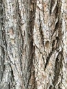 Bark of a woody plant on which there is already a small amount of moss, mold and fungi.