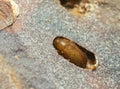 Barkbeetle in pupal chamber in pine bark Royalty Free Stock Photo