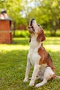 Barking beagle in summer garden