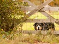 Barking black border collie dog behind fence country home