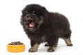 Barking black Pomeranian puppy and a bowl