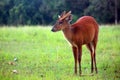 Barking deer