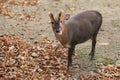 Barking Deer