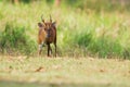 Barking deer