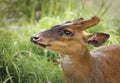 Barking Deer Closeup