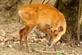 Barking deer