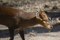 Barking Deer or Indian Muntjac Closeup Shot