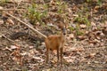 Barking deer or Indian muntjac or red muntjac or Muntiacus muntjak an antler during jungle safari at bandhavgarh national park