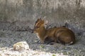 Barking Deer or Indian muntjac resting in Shade