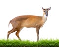 Barking deer isolated