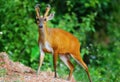 Barking deer